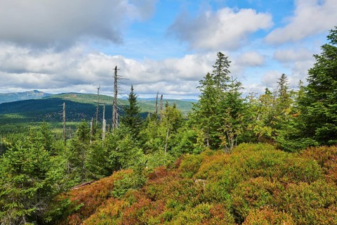 Vegetation with Norway spruce (Picea abies) and colored European blueberry (Vaccinium myrtillus) on