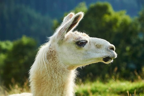 Llama (Lama glama), portrait, Tirol, Kitzbühel, Wildpark Aurach, Austria, Europe