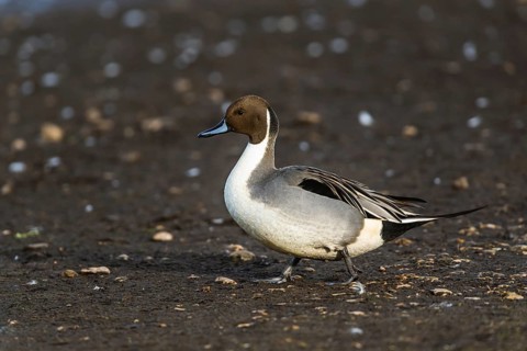 Northern Pintail, Anas acuta, male on winter marshes