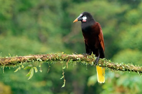 Montezuma Oropendola (Psarocolius Montezuma) perched on a branch, Costa Rica, Central America
