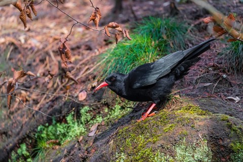 A Red-billed chough, Pyrrhocorax pyrrhocorax stands on a rock looking for food