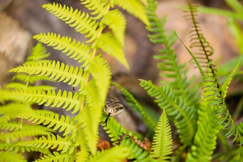 One Vipera berus, the common European adder or common European viper, creeps over rocks and hides
