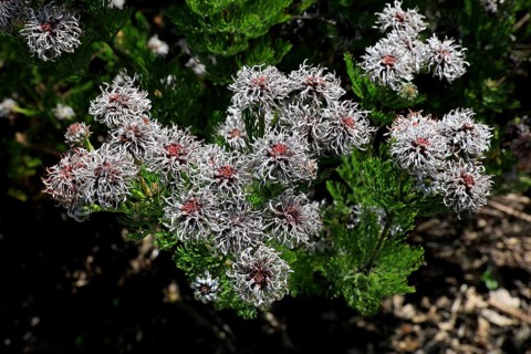 Serruria fucifolia (Serruria fucifolia), flowers, flowering, bush, fynbos, Kirstenbosch Botanical
