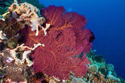 Red knotted fan (Melithaea ochracea) on an underwater reef, dive site SD, Nusa Ceningan, Nusa