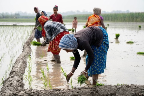 Morigaon, India. 20 February 2024. Women plant rice saplings in a paddy field on February 20, 2024