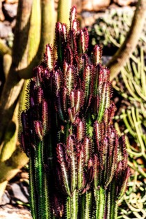 2016, Guatiza, Lanzarote, Jardin de Cactus by Cesar Manrique, ESP, Spain, Canary Islands, Canary