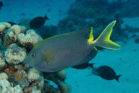 Orange-spotted spinefoot, spotted rabbitfish (Siganus stellatus laqueus), swimming near corals in