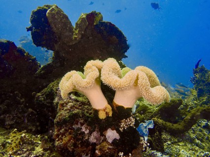 Underwater scene with mushroom leather coral (Sarcophyton glaucum) and marine plants against a blue