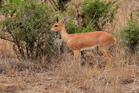Steenbok (Raphicerus campestris), adult, male, foraging, vigilant, dwarf antelope, Kruger National