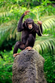 Chimpanzee (Pan troglodytes troglodytes), adult female, used, tool, termite mound Africa