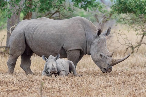 Southern white rhinoceros (Ceratotherium simum simum), adult female standing with resting young, in
