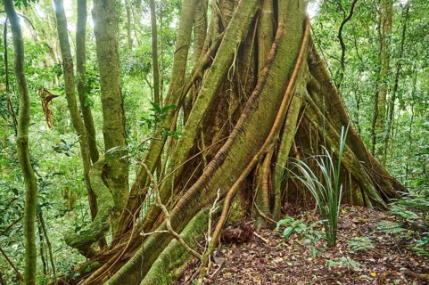 Roots of a sequoia beside a little walking path going through the rainforest in spring, Lamington