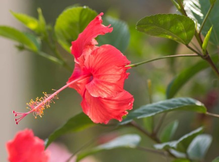 Red hibiscus flower on a gleam in Vietnam. with a blurred background