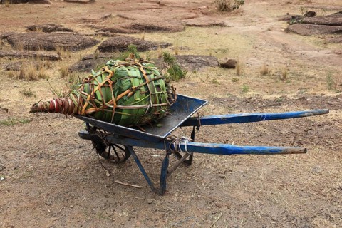 Khat wrapped in banana leaves, transported on a wheelbarrow, Ethiopia, Africa