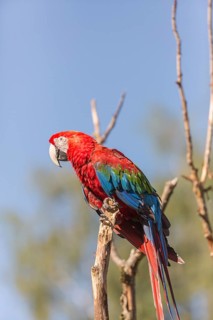 One scarlet macaw (Ara macao) sitting on a branch with green vegetation in the background. Bright