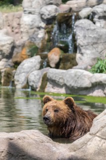 One Kamchatka brown bear (Ursus arctos piscator), bathing in a pond with a small cascade in the