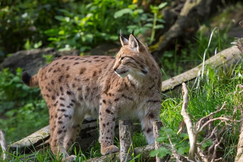 One Eurasian (Carpathian) lynx, Lynx lynx carpathicus, standing in lush vegetation with tree logs