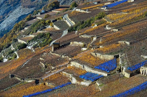 Vineyard terraces with blue bird protection nets on a sunny slope above the Rhone valley, Vétroz,
