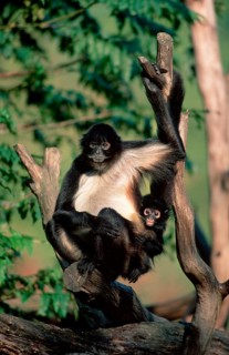Black-handed Spider Monkeys, female with young, geoffroy's spider monkeys (Ateles geoffroyi),