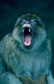 Barbary Monkey, yawning (Macaca silvanus)