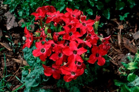 Tobac (Nicotiana x sanderae)