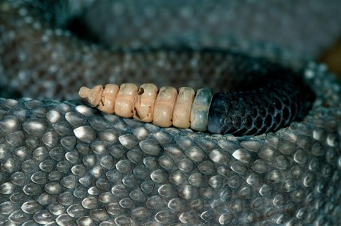 Uracoan rattlesnake, tail tip (Crotalus vegrandis)