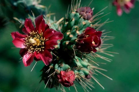 Cholla cactus (Cactaceae), Arizona, USA, nopale (Opuntia), north america (north_america), Plants,