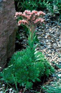 Houseleek hybrid (Sempervivum hybride)