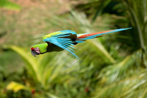 Military Macaw (Ara militaris), military macaw, lateral, side, detachable