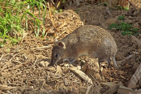 Short-nosed Bandicoot (Isoodon obesulus), South Australia