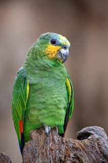 Orange-winged Amazon (Amazona amazonica)