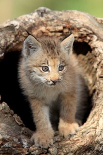 Canadian Lynx, cub, 8 weeks (Lynx lynx canadensis) (Felis lynx canadensis), Silver Lynx