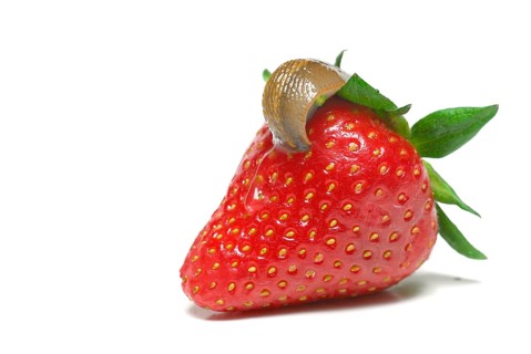 Slugs on strawberry, slug, snail plague, snail food