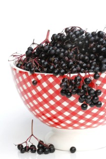 Elder (Sambucus nigra) berries in shell
