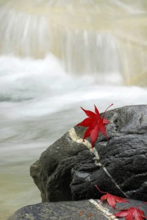 Japanese (Acer japonicum aconitifolium) maple, leaves on stones