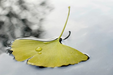Ginkgoleaf (Ginkgo biloba) on water surface, Gingko