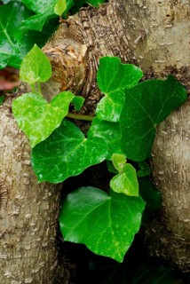Ivy, green survival (Hedera-Helix)