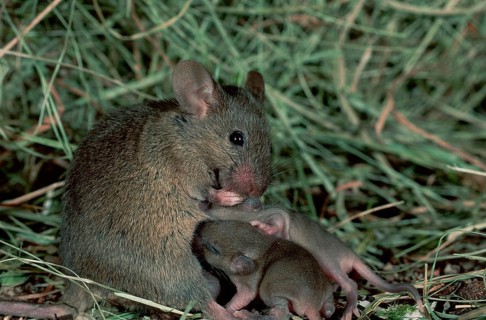 House Mice (Mus musculus), female nursing youngs, Germany, Europe