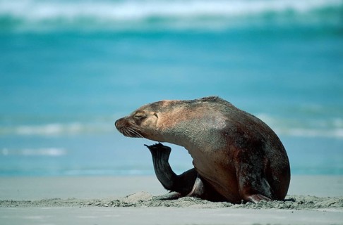 Australian Sea Lion (Neophoca cinerea), Kangaroo Island, Australia, Oceania