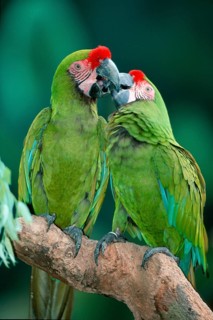 Military Macaws (Ara militaris)