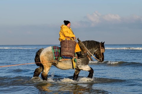 Horse fishermen catching Brown shrimp (Crangon crangon), Koksijde, North Sea coast, province of