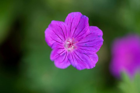Flower of the blood-red bloody cranesbill (Geranium sanguineum), Germany, Europe