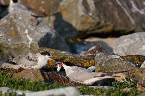 Common Tern (Sterna hirundo), feeding a juvenile, adult bird giving fish to a juvenile, Lower Saxon