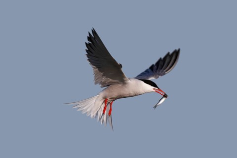 Common Tern (Sterna hirundo), in flight with fish in its beak, Lower Saxon Wadden Sea National