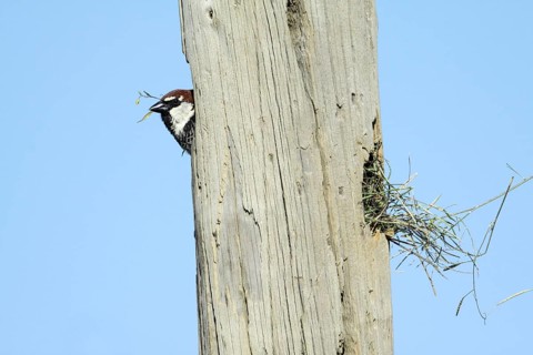 Spanish Sparrow (Passer hispaniolensis), male at nest hole, Portugal, Europe
