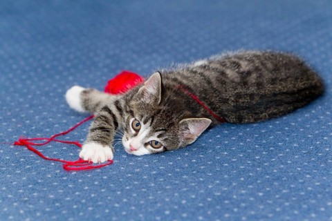 Domestic cat, kitten, wool club, mackerel, wool