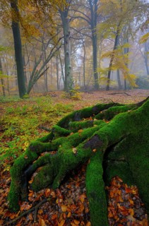 Old beech root, beech forest, natural forest cell in Hiesfeld Forest, North Rhine-Westphalia,