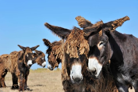 Poitou donkey, purebred, domestic animals, ungulates, farm animals, odd-toed ungulates, mammals,