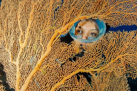 Diver looking between two fans of coral Fan coral (Annella mollis) Horn coral, Indian Ocean,