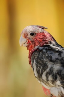 Galah (Eolophus roseicapilla) (Cacatua roseicapilla), immature, captive, occurring in Australia